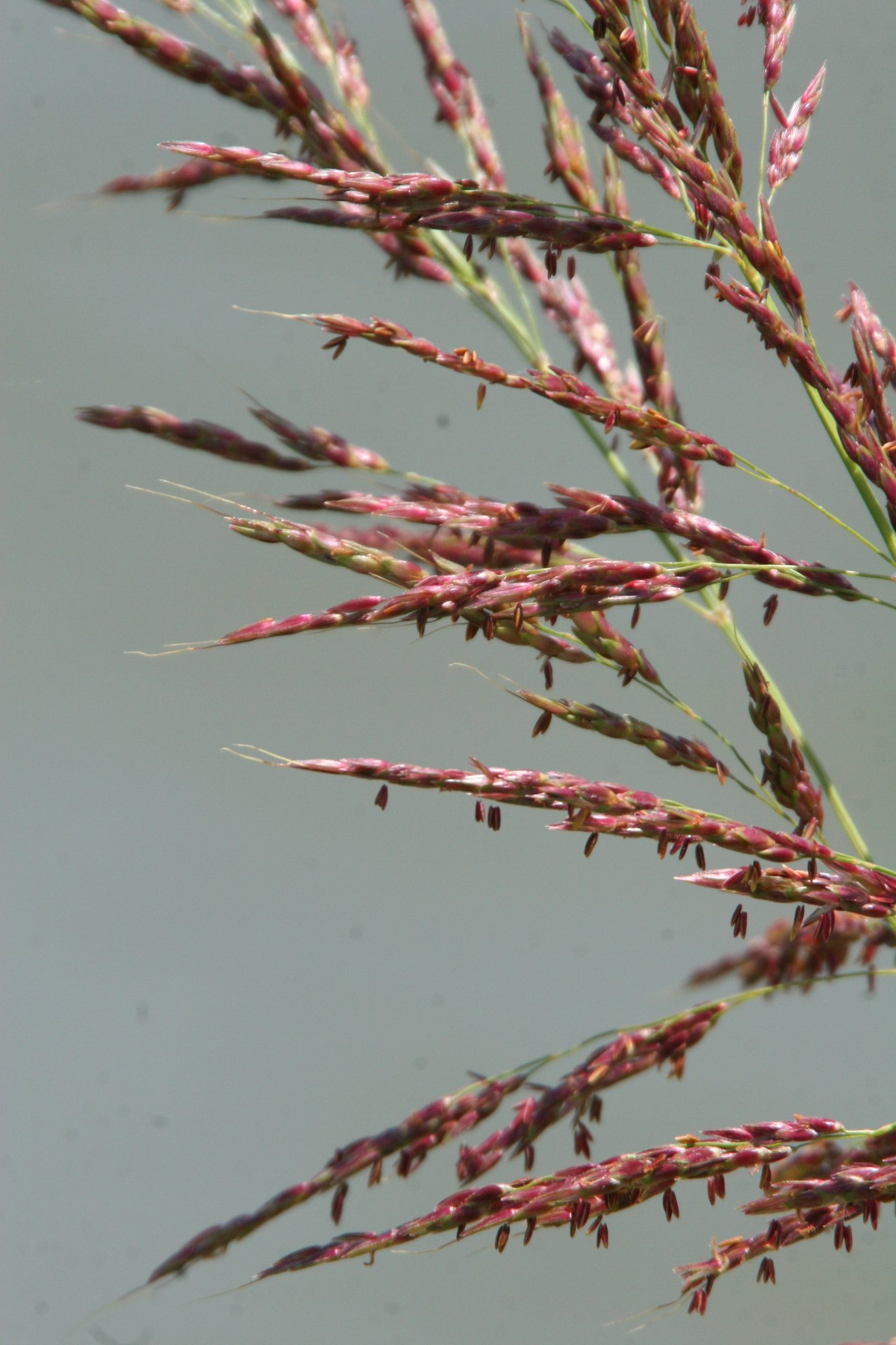 Sorghum halepense