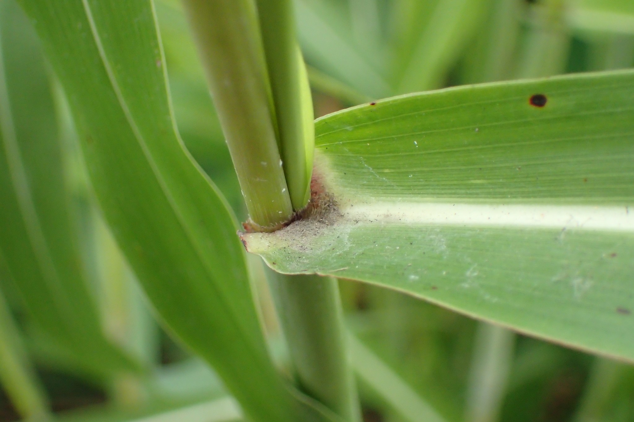 Sorghum halepense