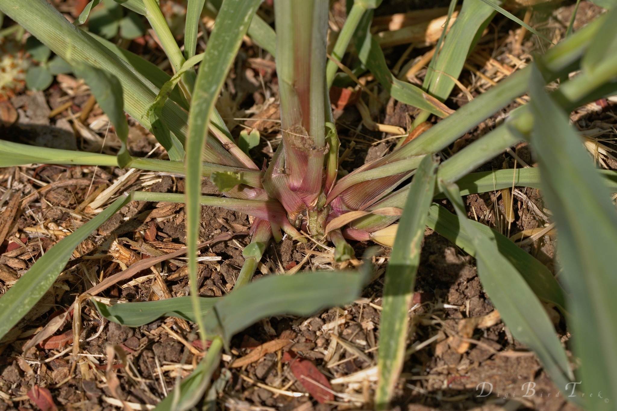 Sorghum halepense