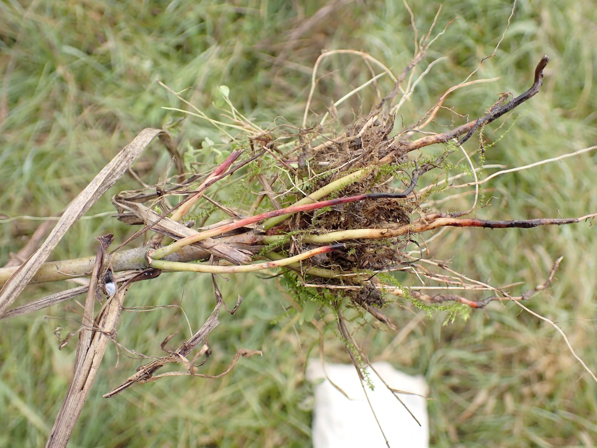 Sorghum halepense