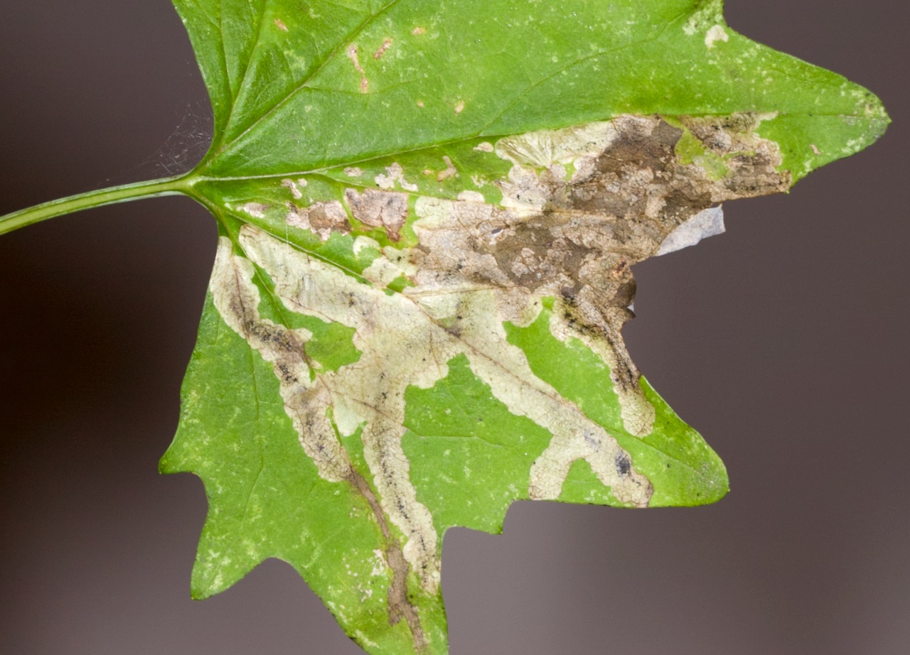 Trypeta flaveola