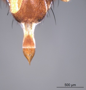 Trypeta flaveola