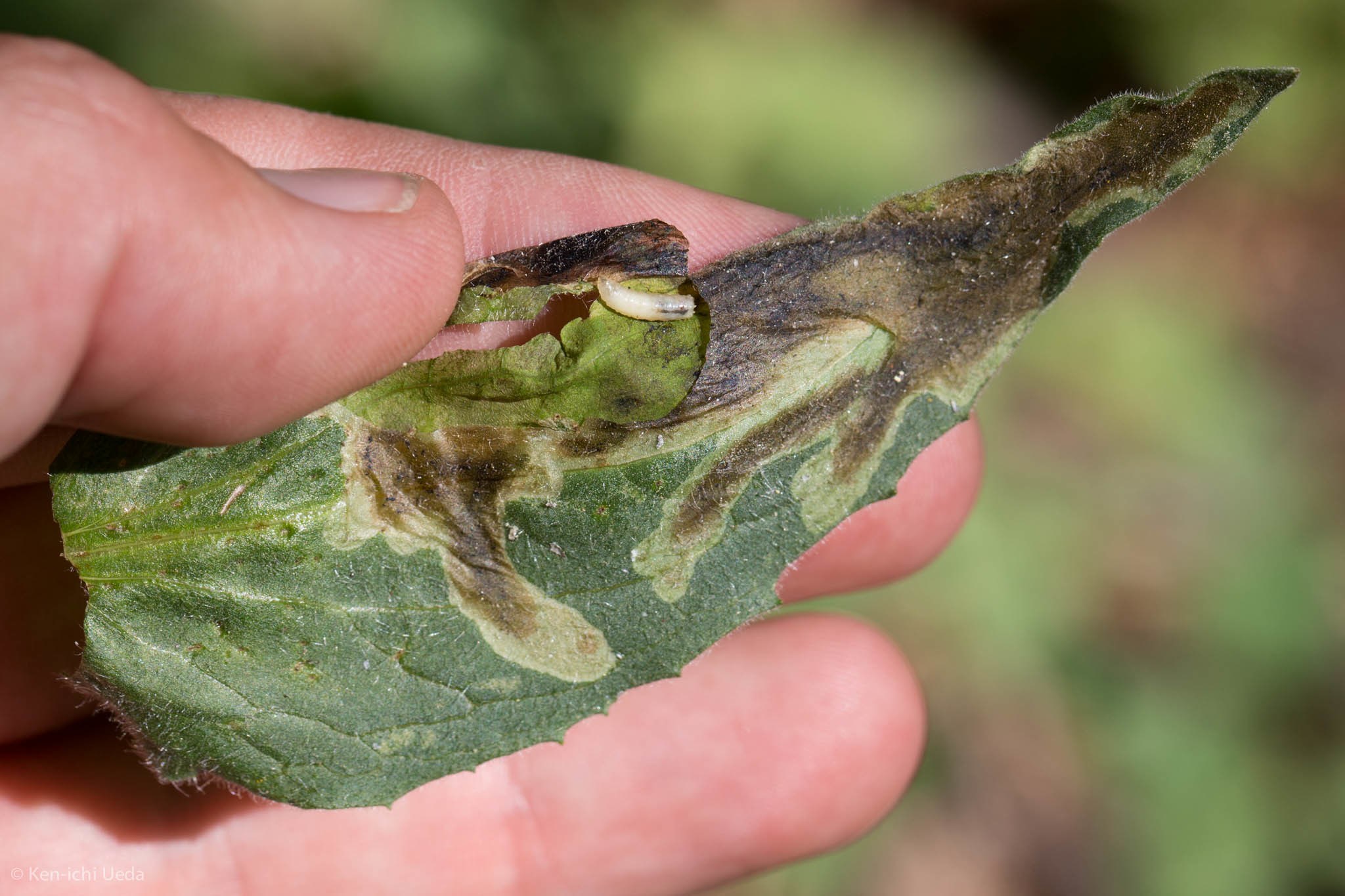 Trypeta flaveola
