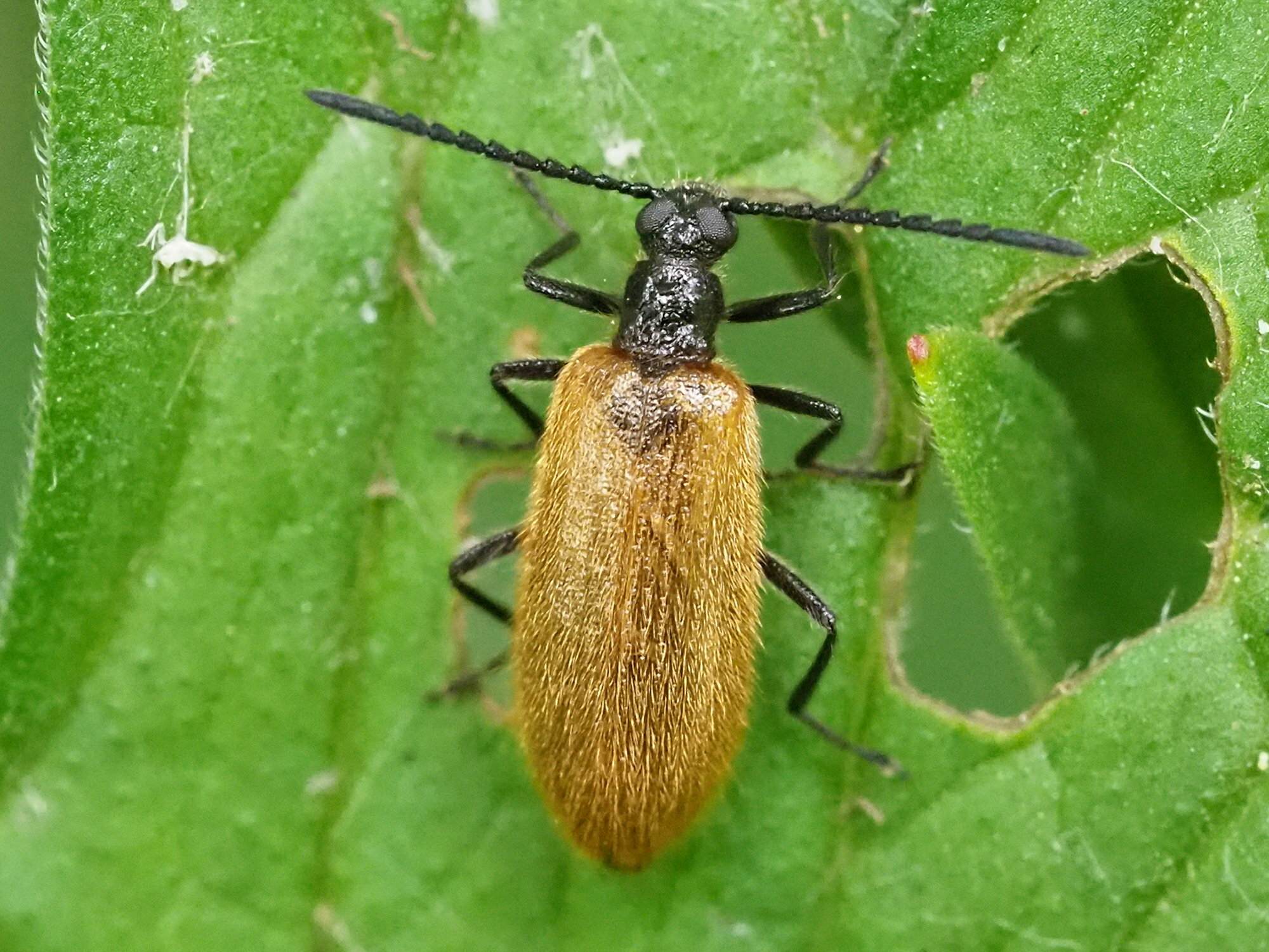 Lagria