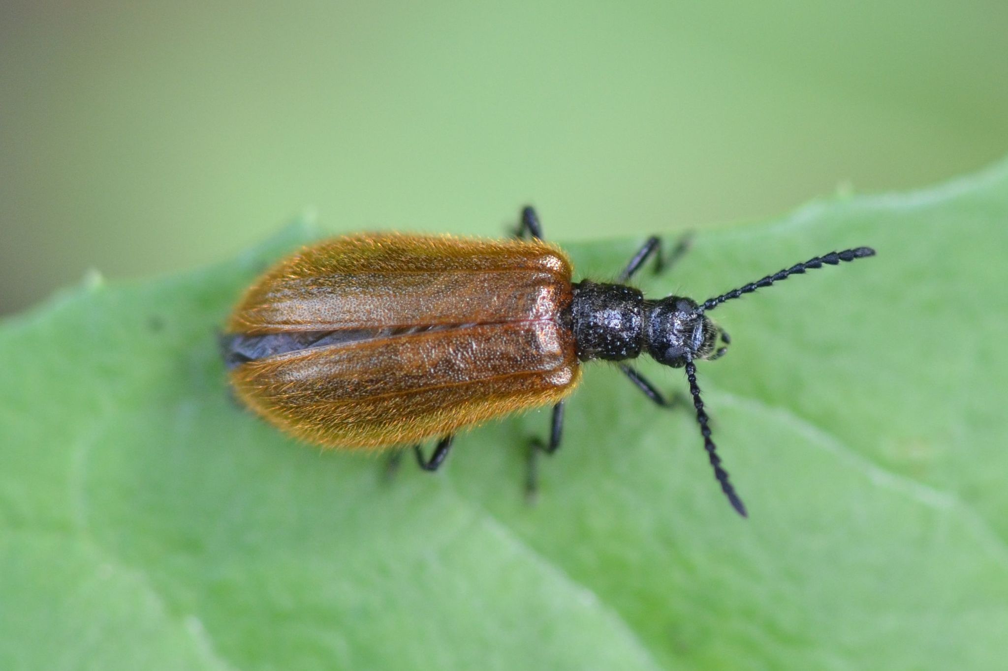 Lagria