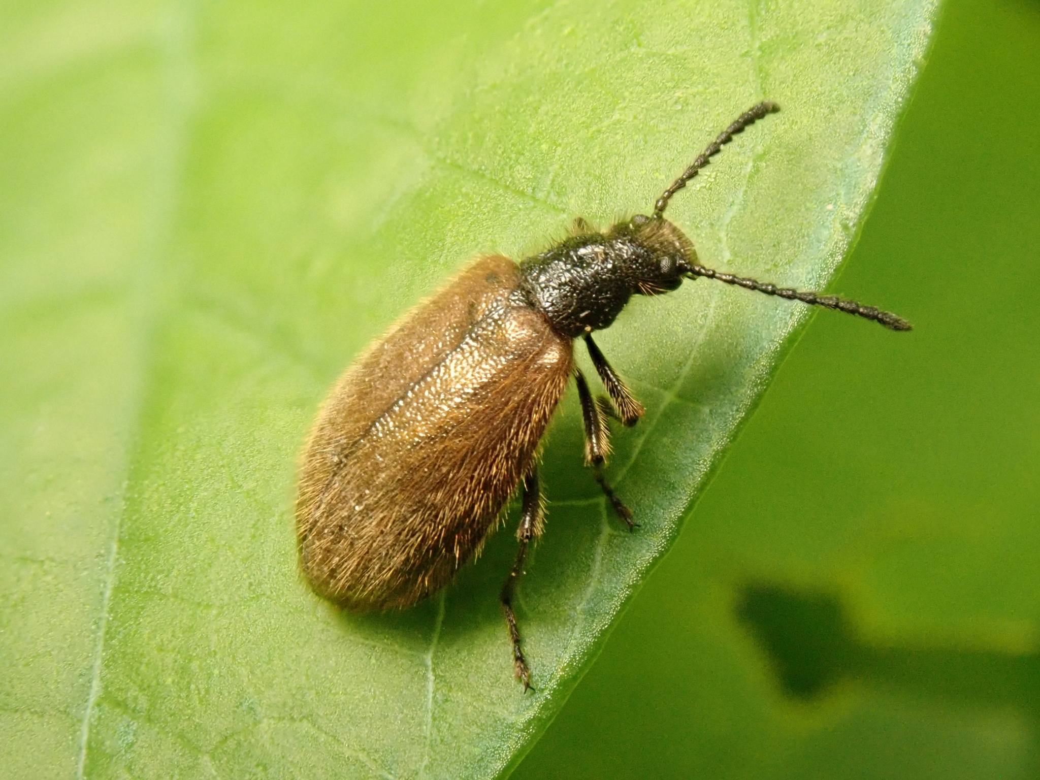 Lagria