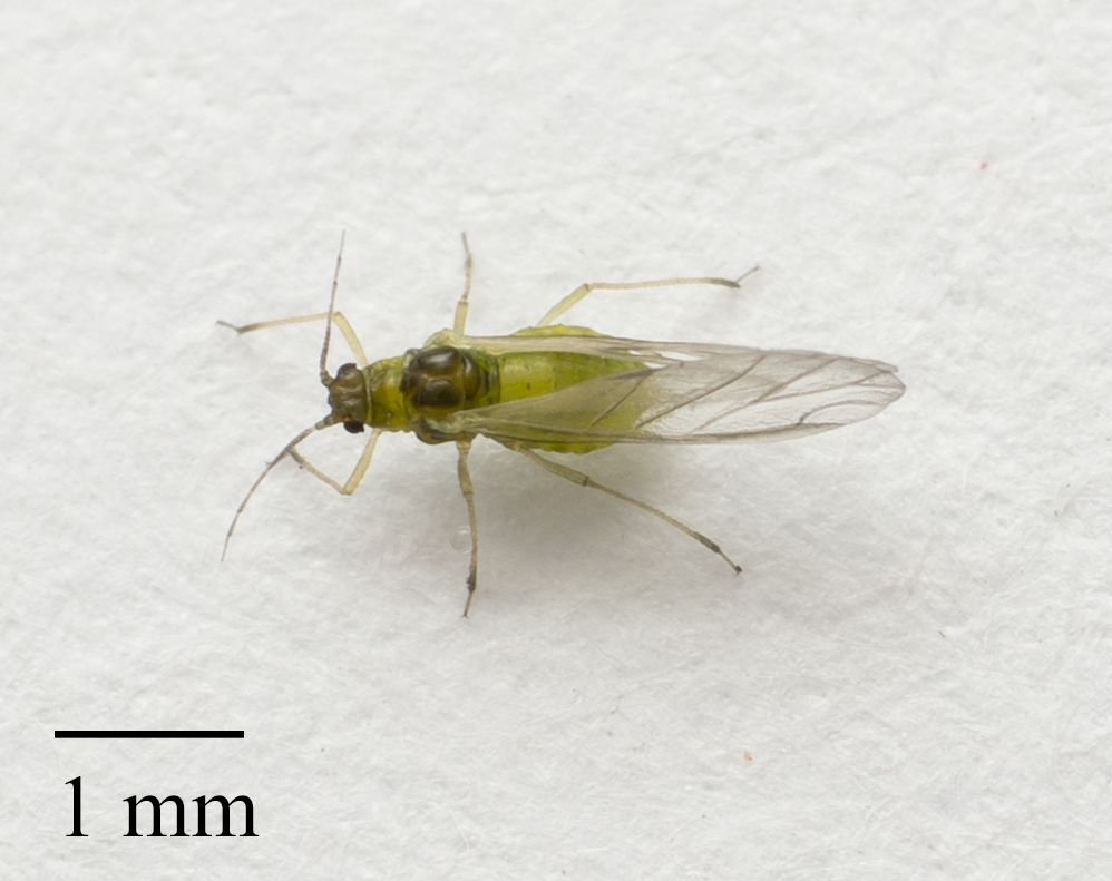 Cavariella aegopodii