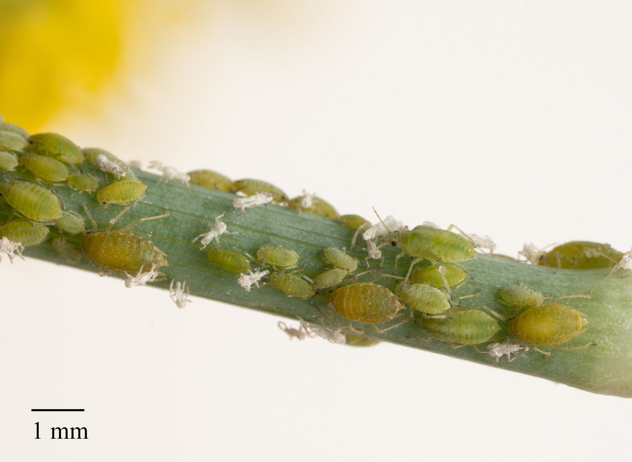 Cavariella aegopodii