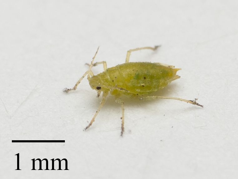 Cavariella aegopodii