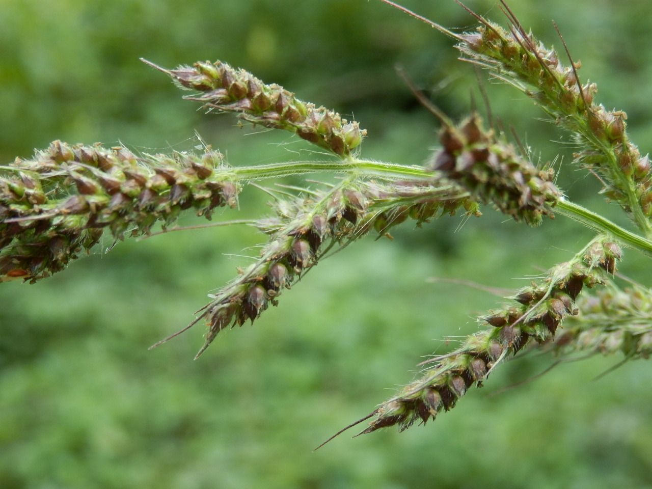 Echinochloa glabrescens