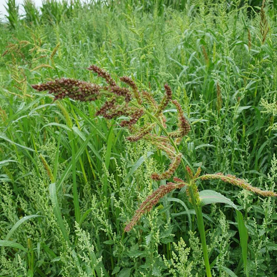 Echinochloa glabrescens
