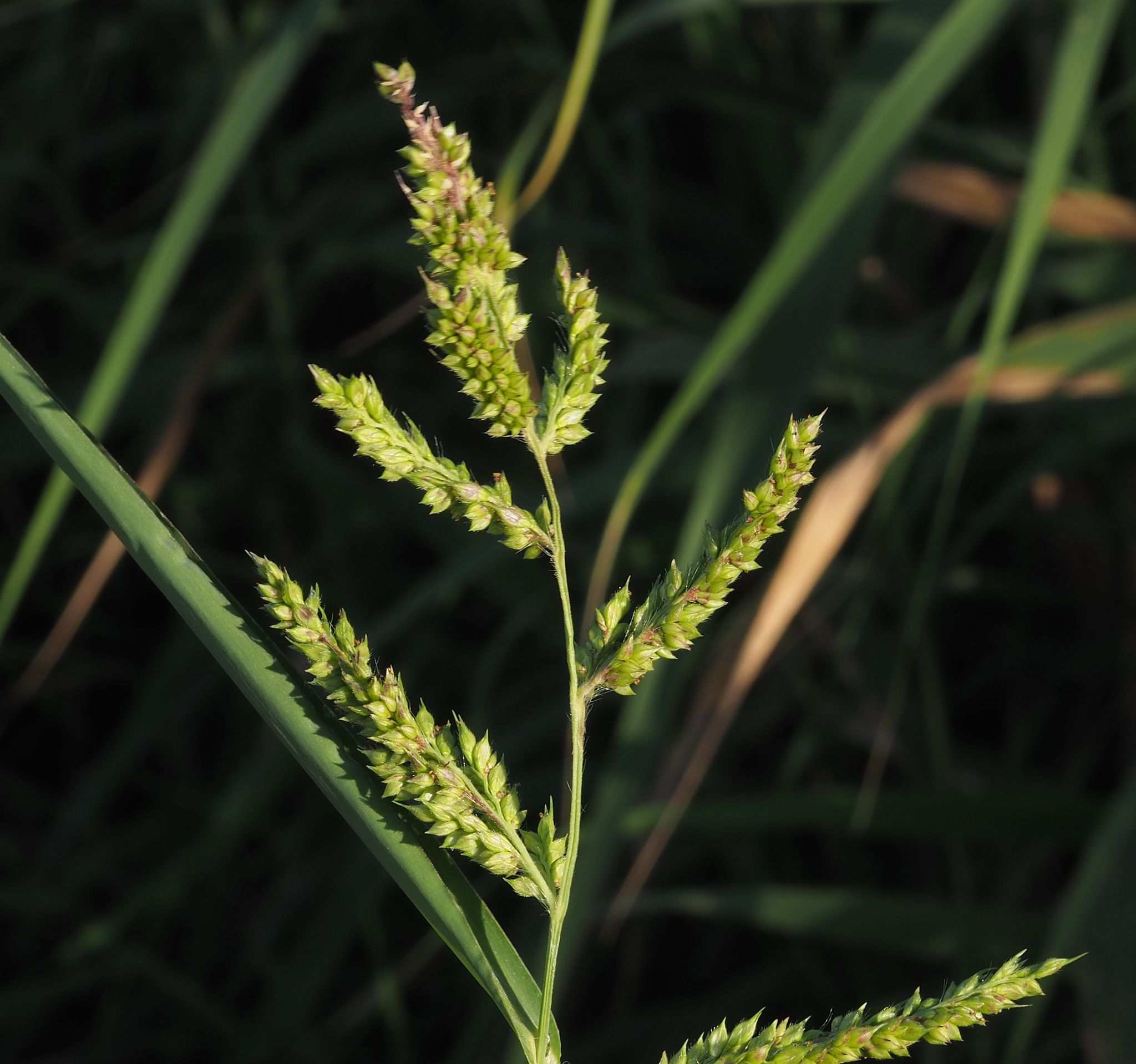 Echinochloa glabrescens