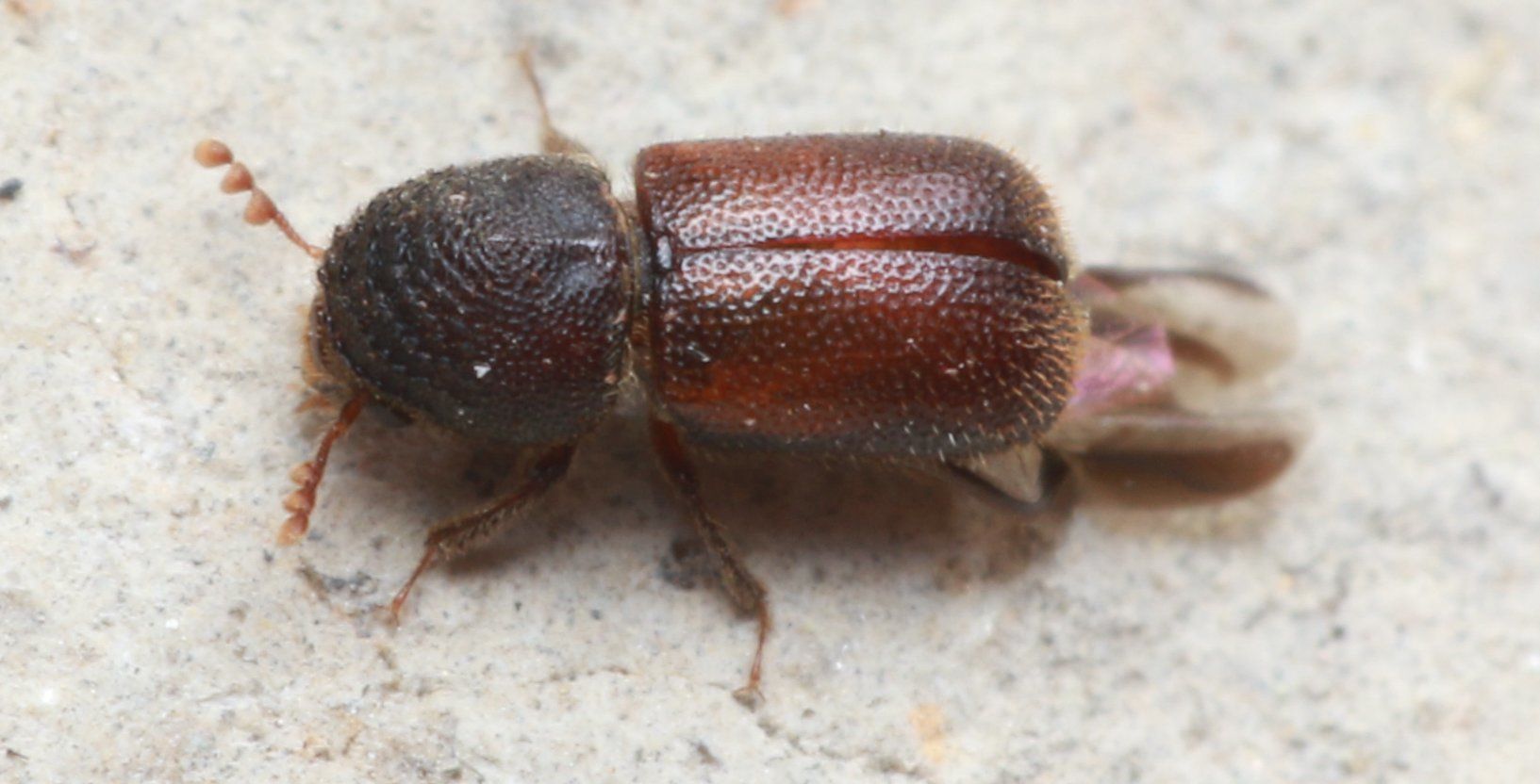 Dinoderus bifoveolatus