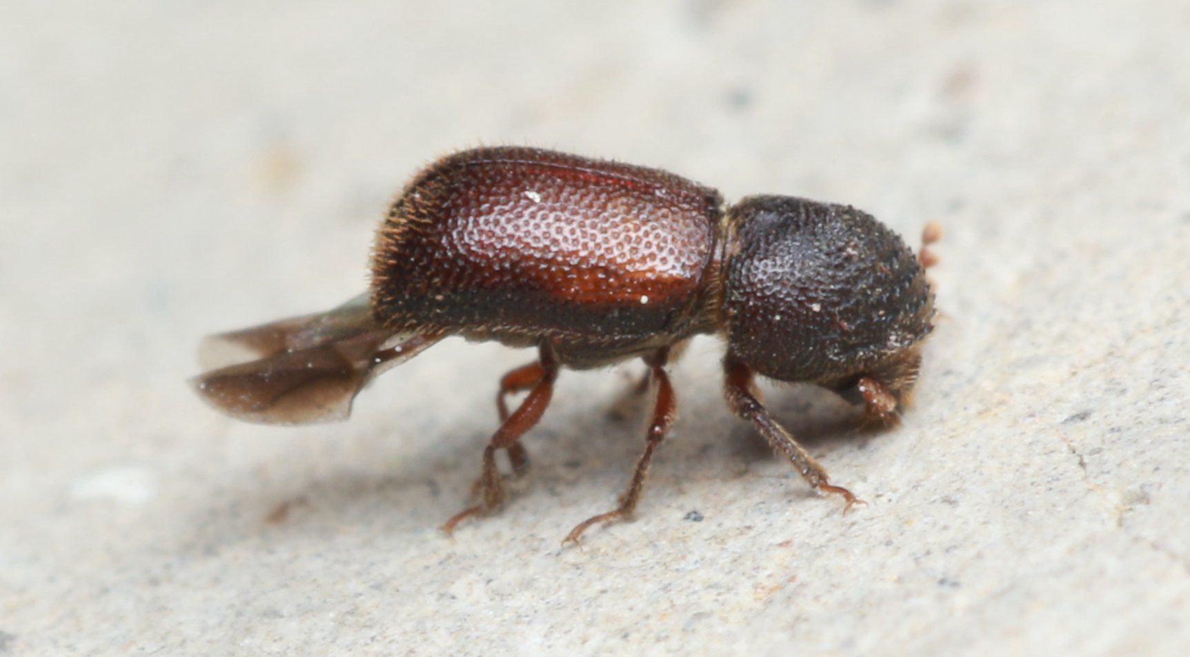 Dinoderus bifoveolatus