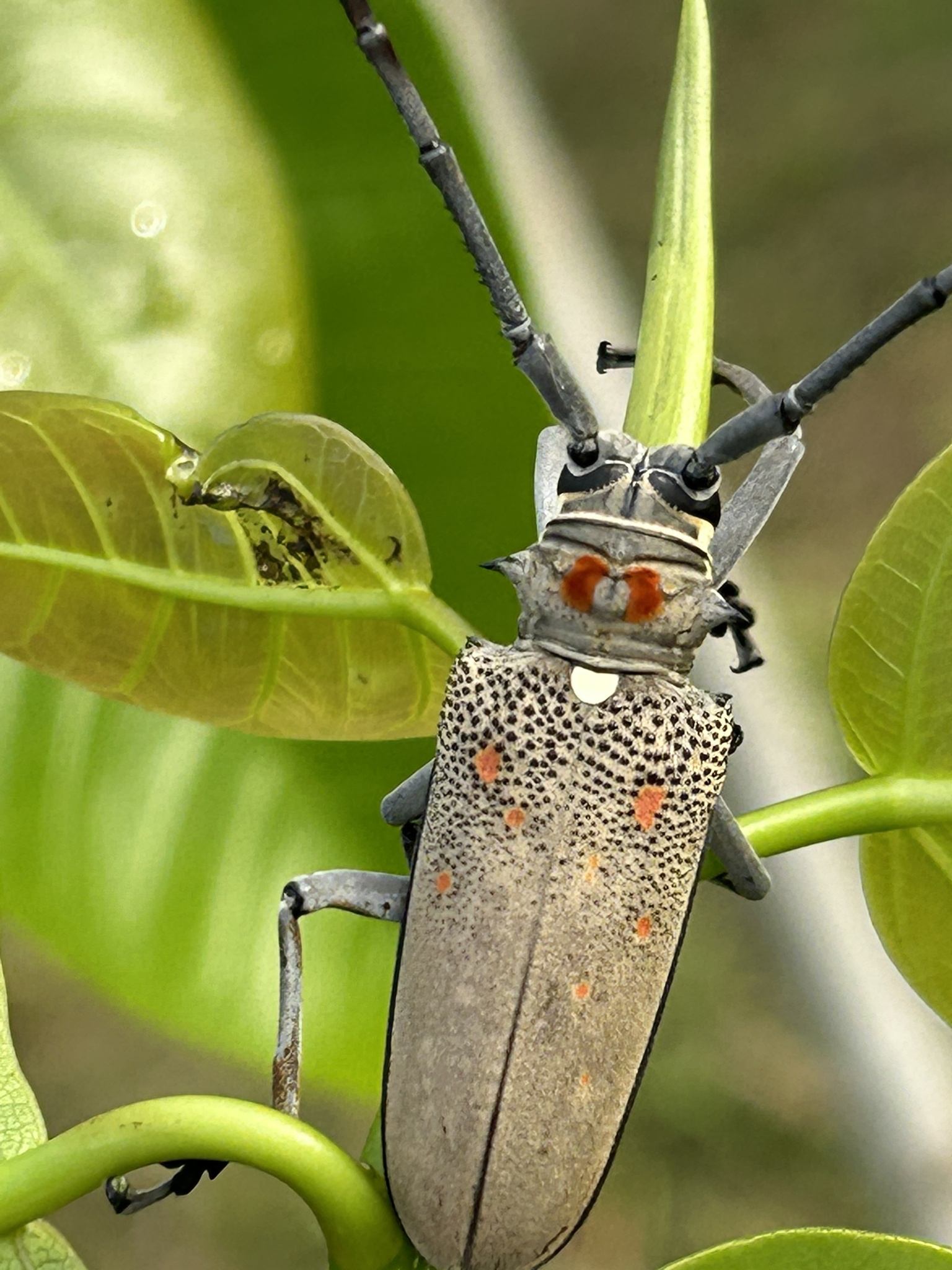 Batocera rufomaculata