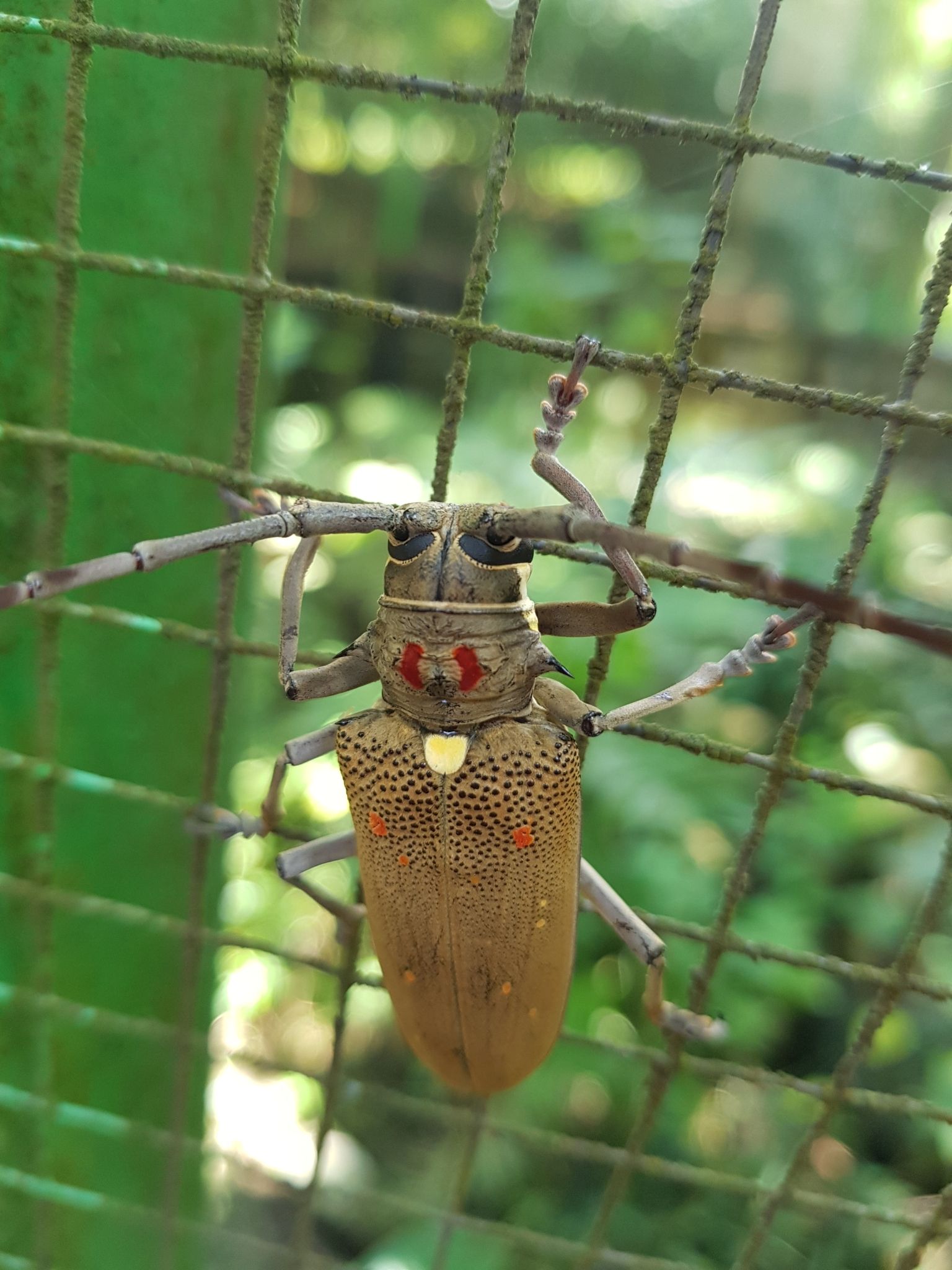 Batocera rufomaculata