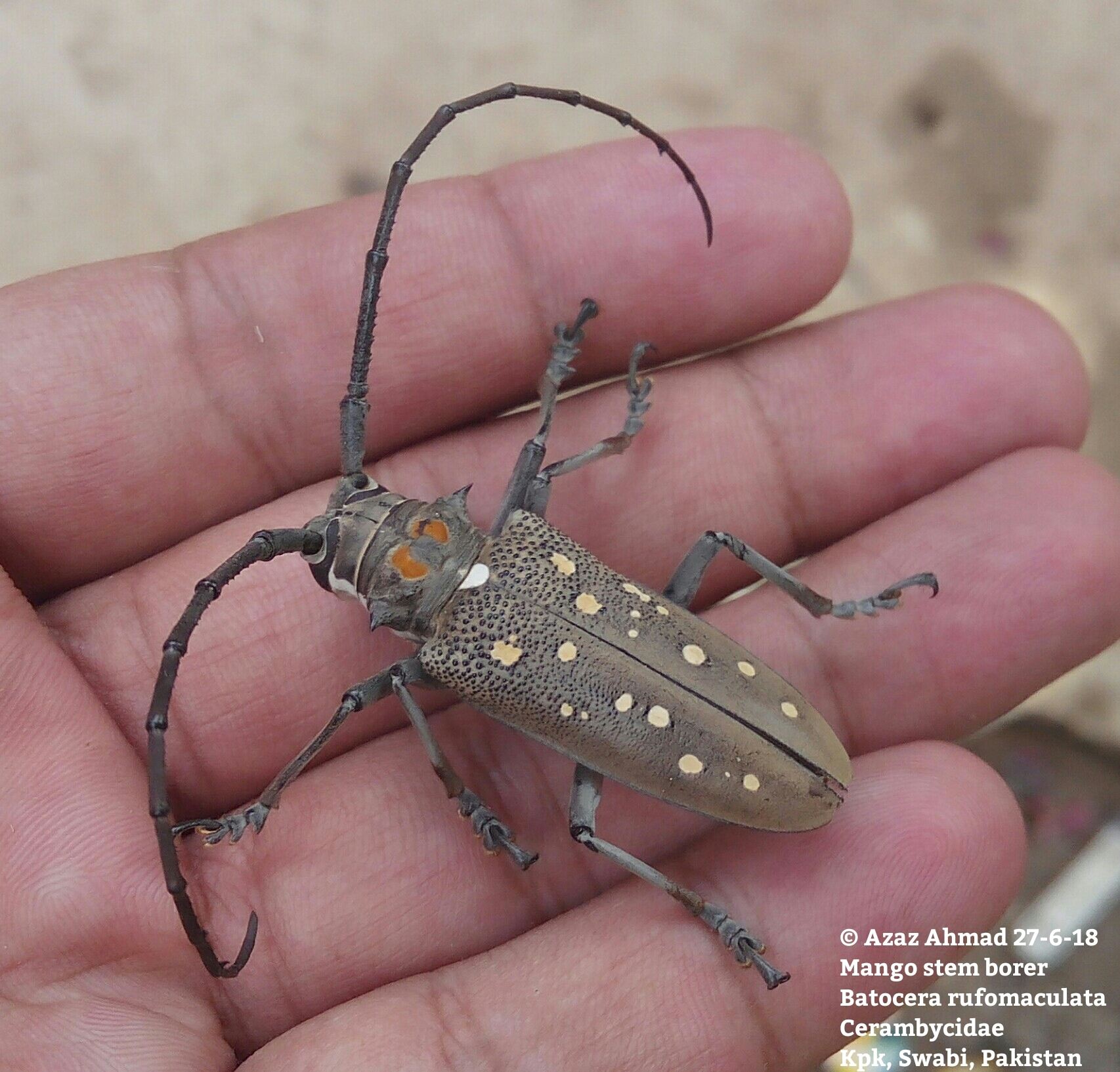 Batocera rufomaculata