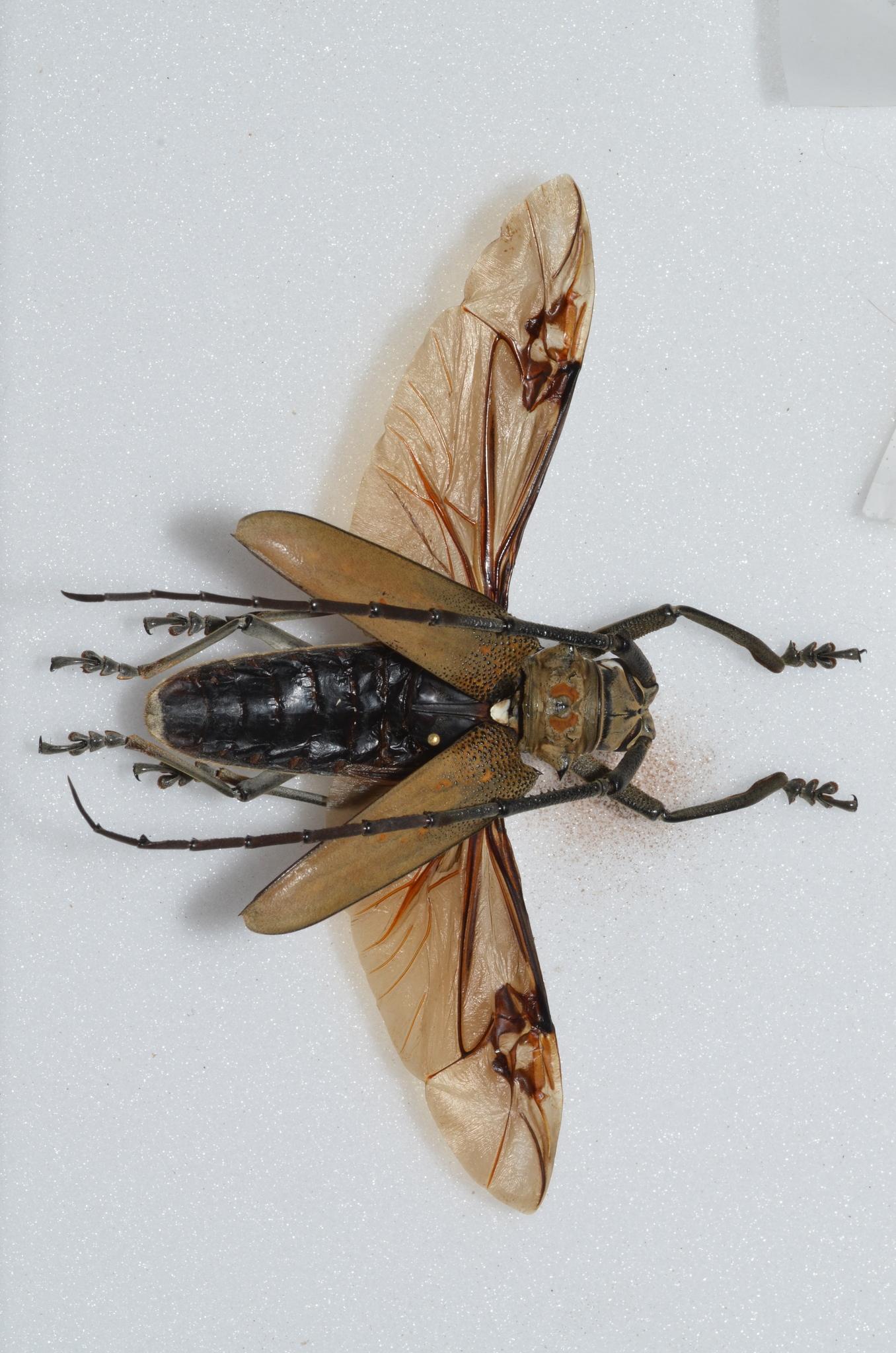 Batocera rufomaculata