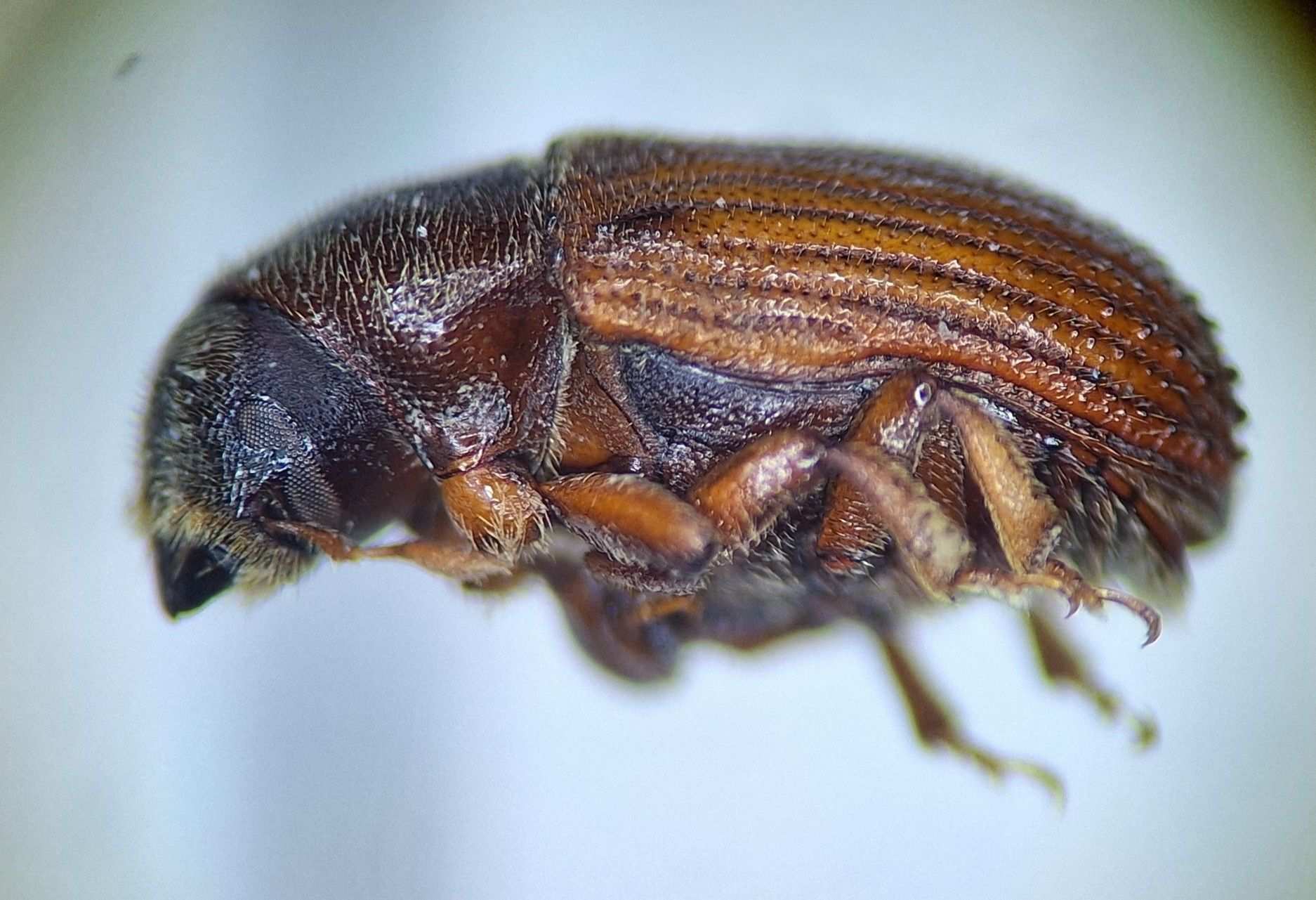 Phloeosinus sequoiae
