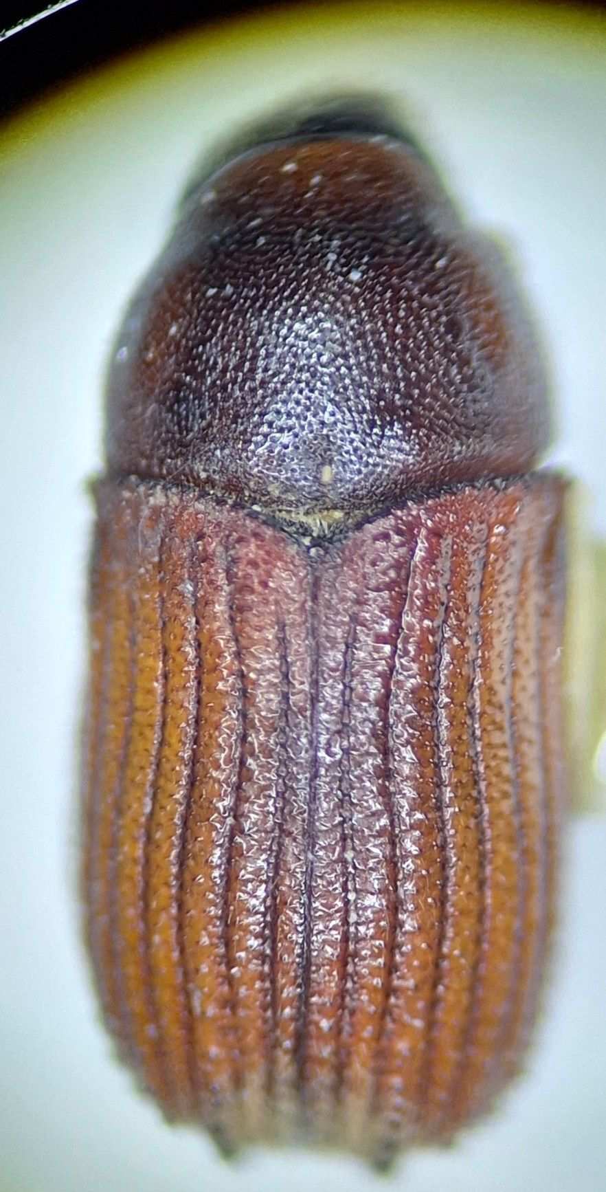 Phloeosinus sequoiae
