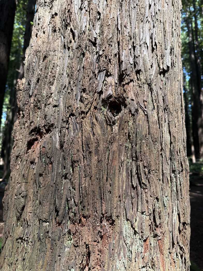 Phloeosinus sequoiae