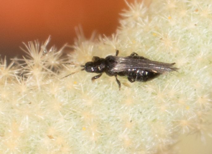 Heterothrips
