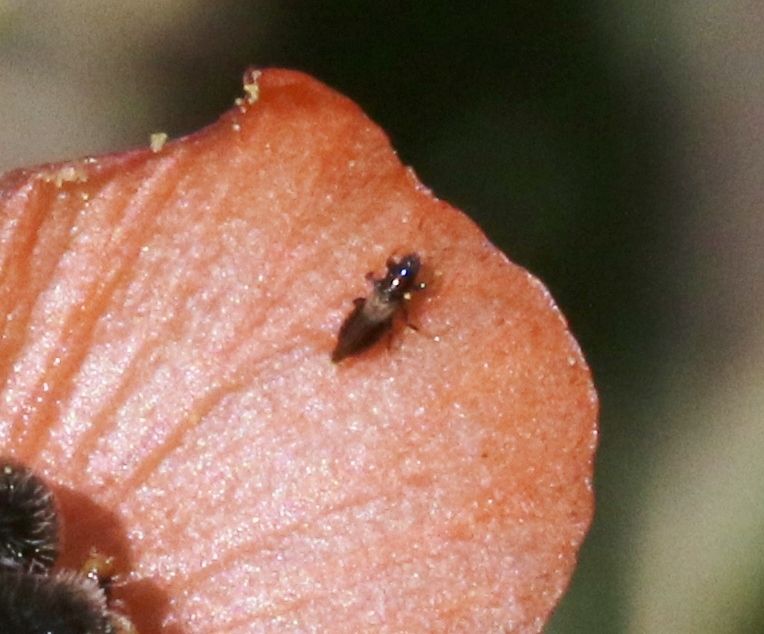 Heterothrips