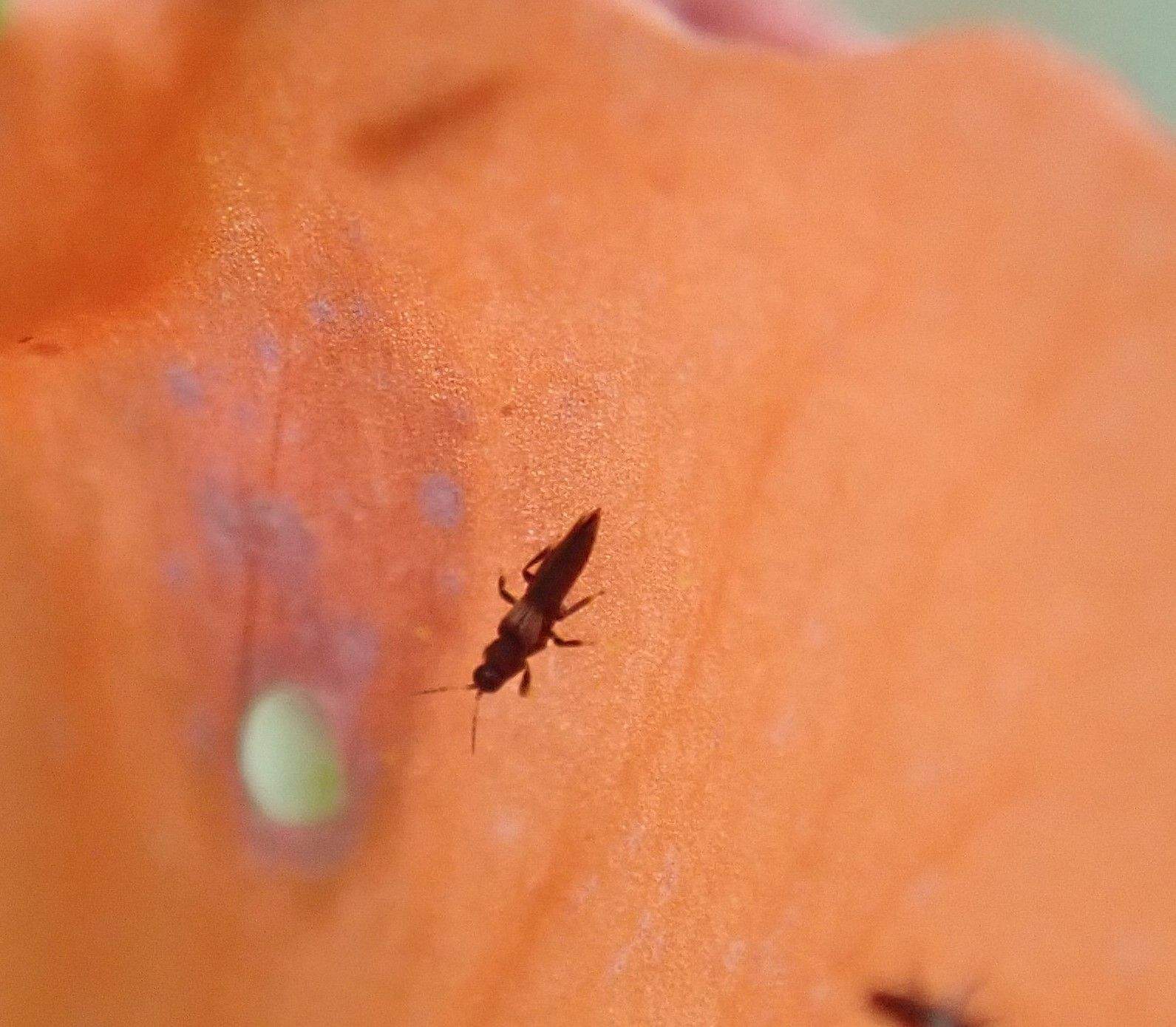Heterothrips