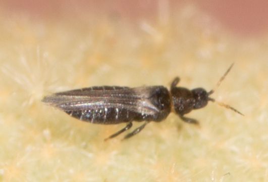 Heterothrips