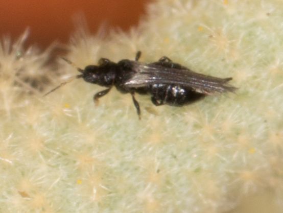 Heterothrips