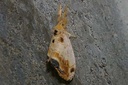 Orgyia thyellina