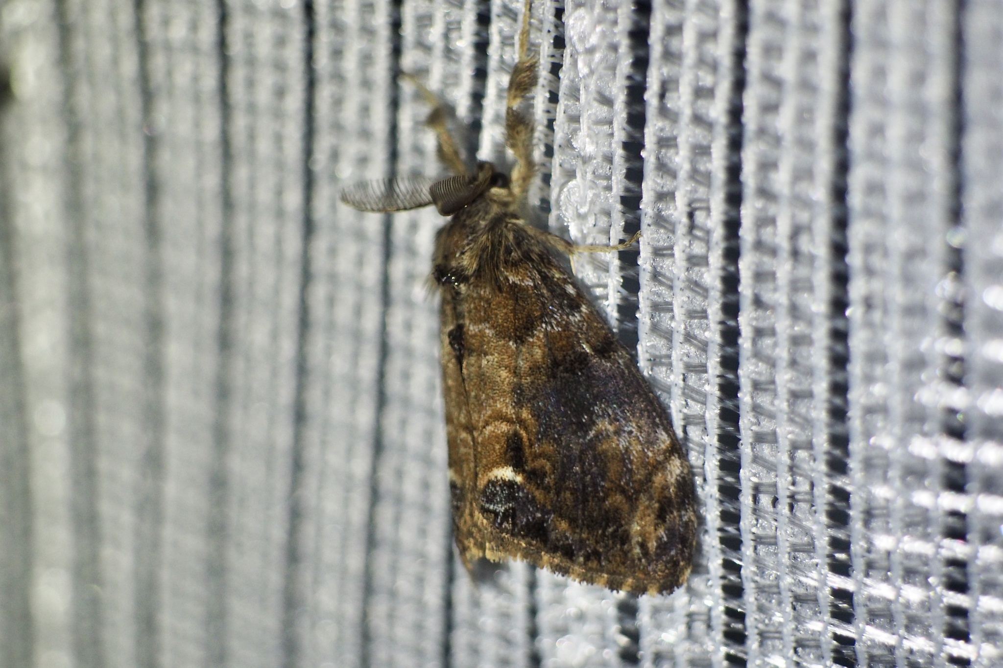Orgyia thyellina