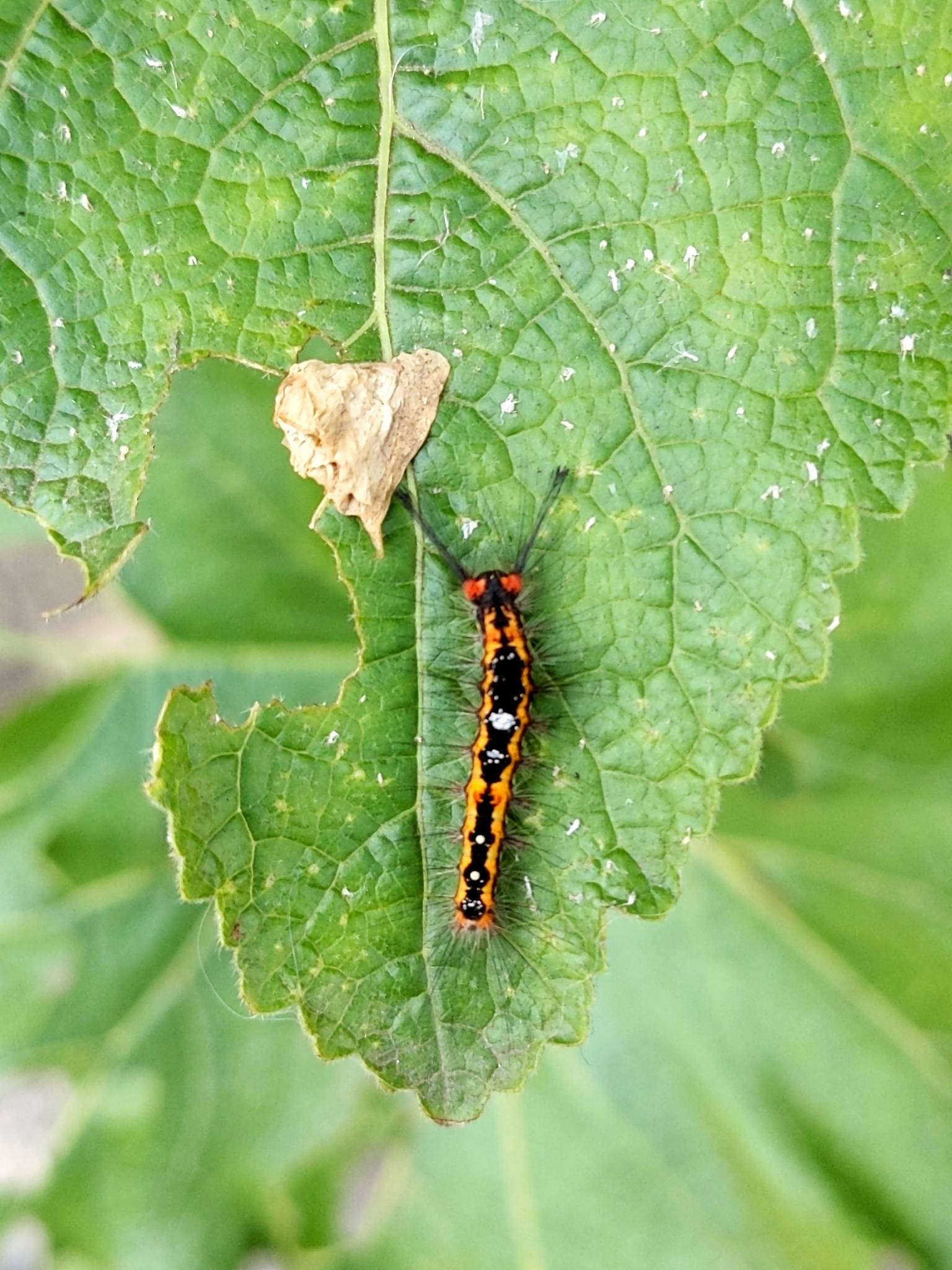 Orgyia thyellina