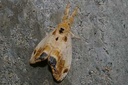 Orgyia thyellina
