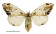 Orgyia thyellina