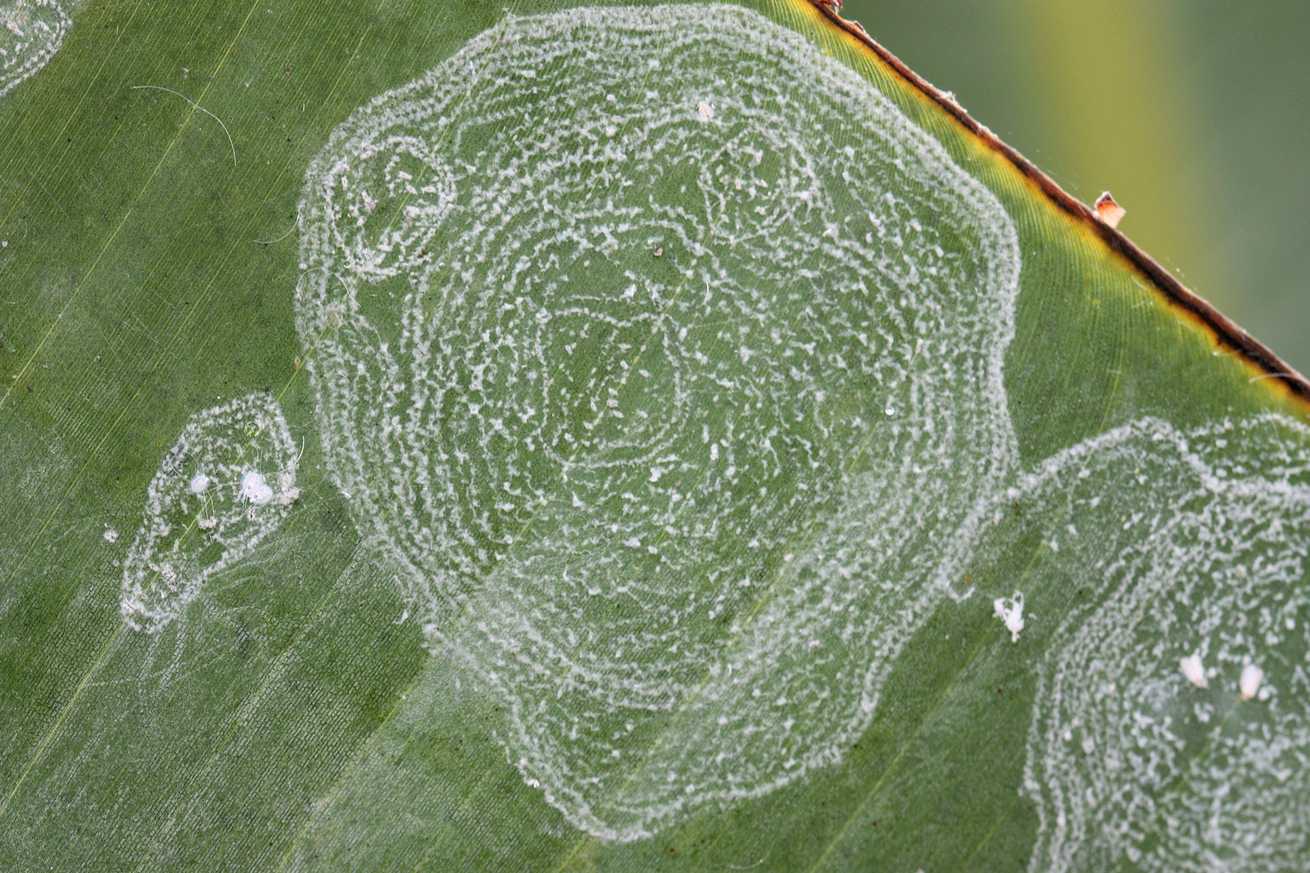 Aleurodicus floccissimus
