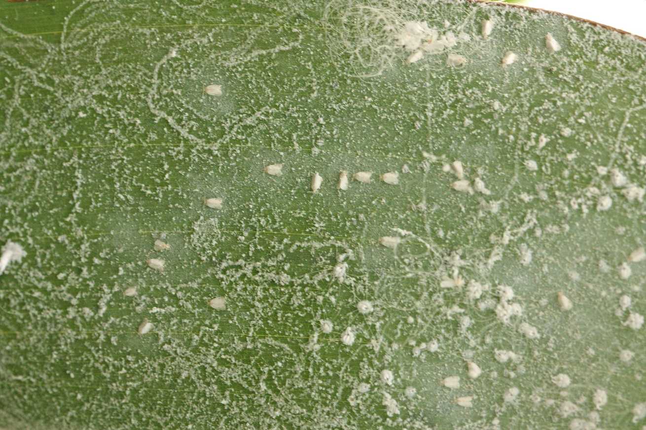 Aleurodicus floccissimus