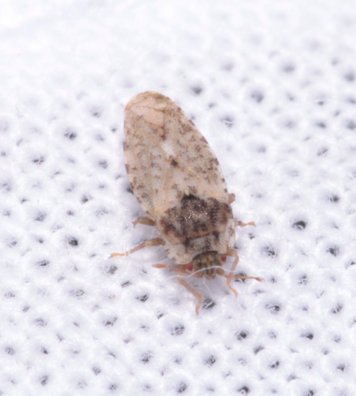 Parapiesma quadratum