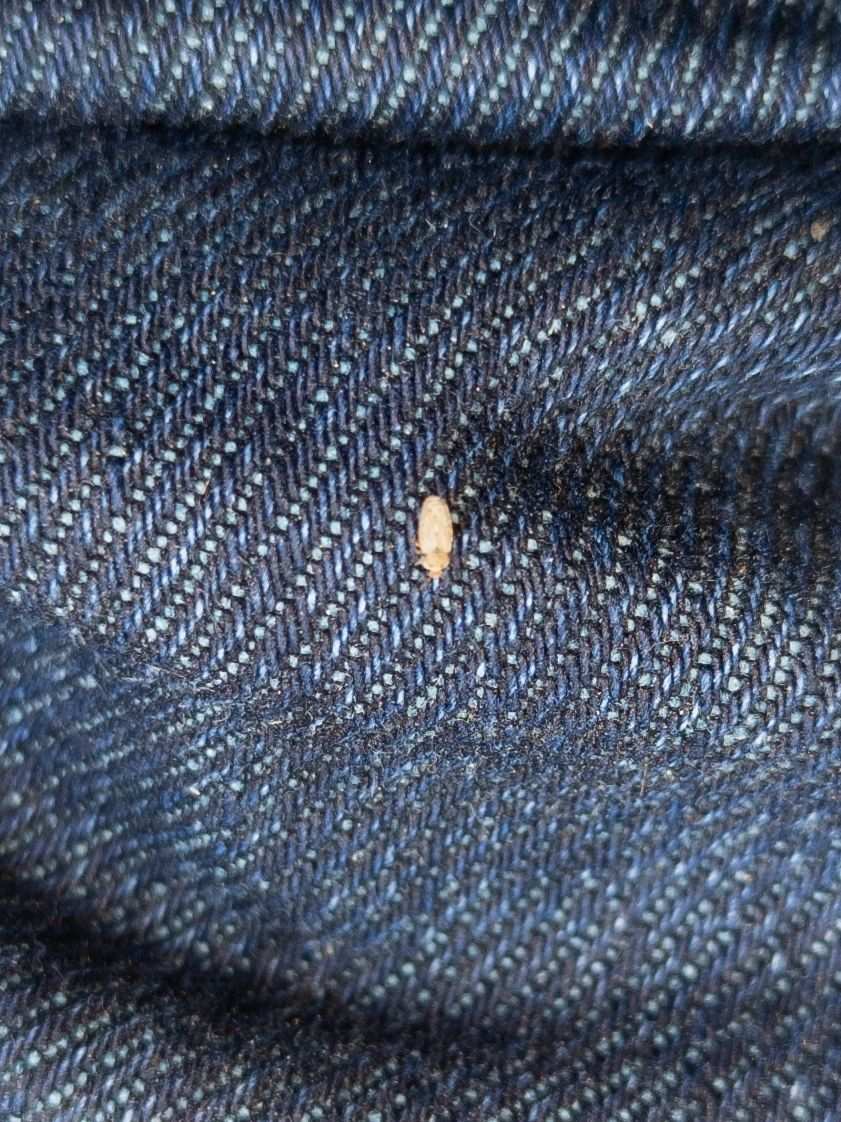 Parapiesma quadratum