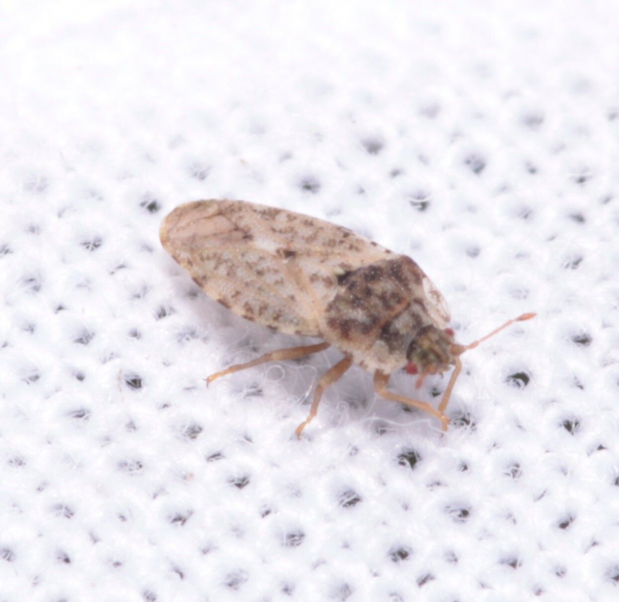Parapiesma quadratum