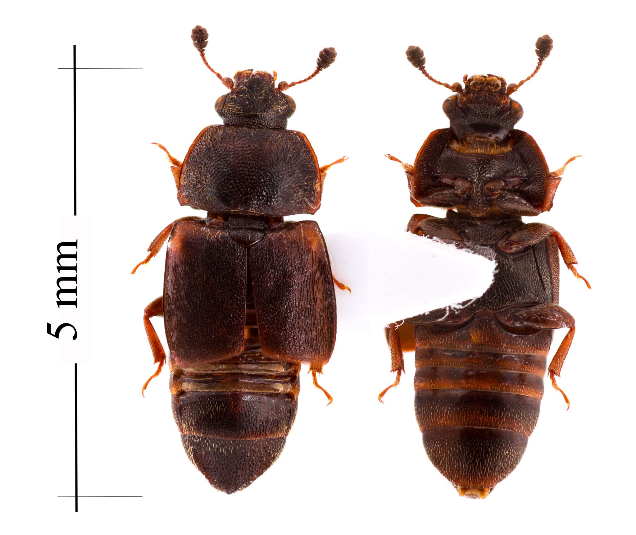 Carpophilus lugubris