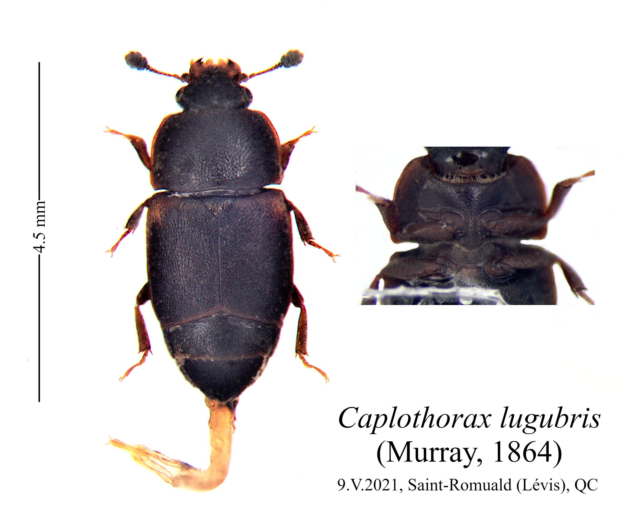 Carpophilus lugubris