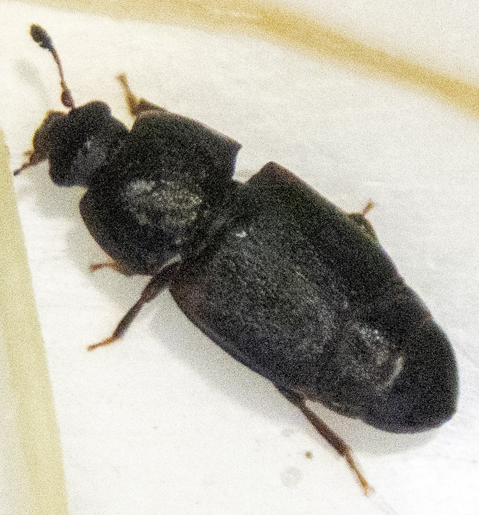 Carpophilus lugubris