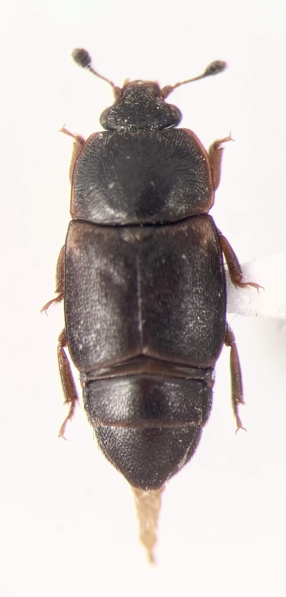 Carpophilus lugubris