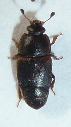 Carpophilus lugubris