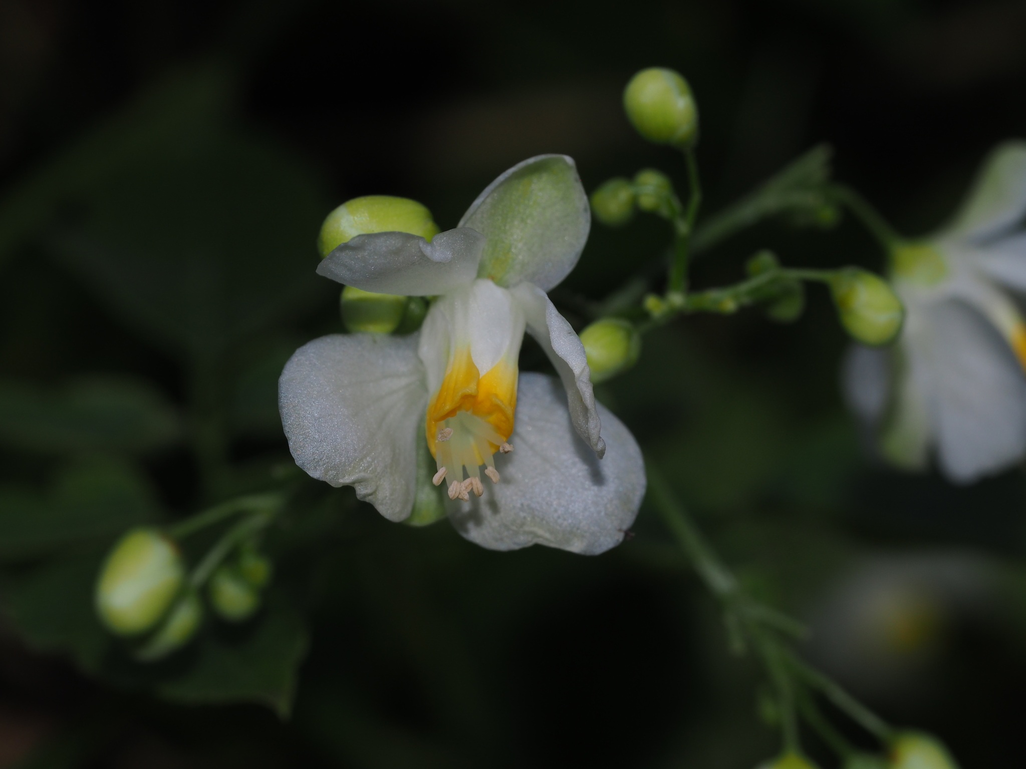 Cardiospermum grandiflorum