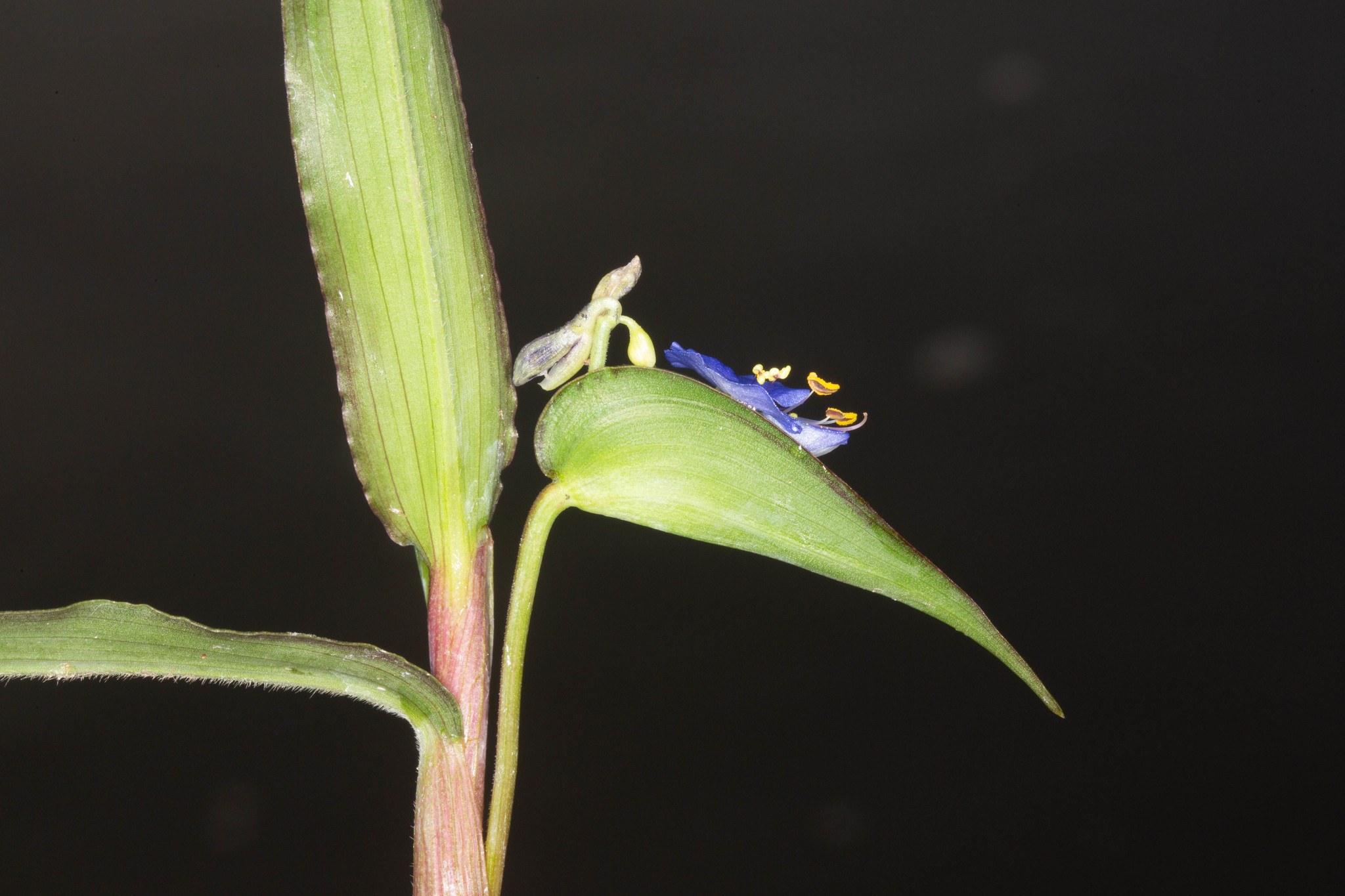 Commelina diffusa