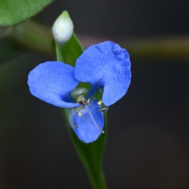 Commelina diffusa