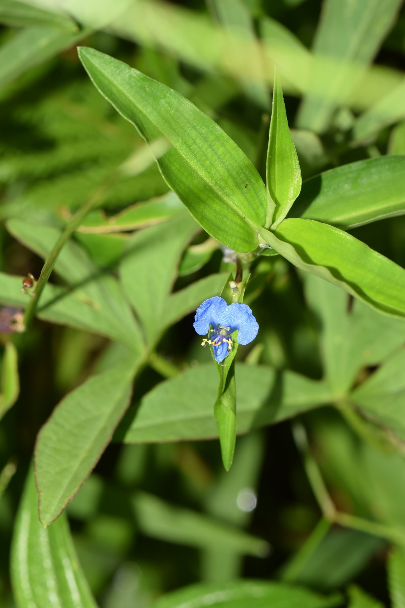 Commelina diffusa