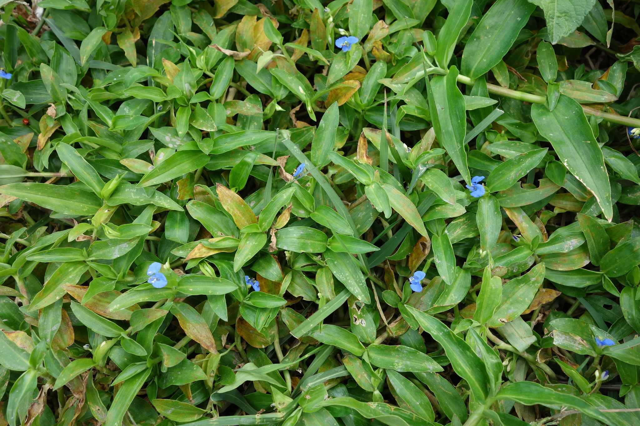 Commelina diffusa